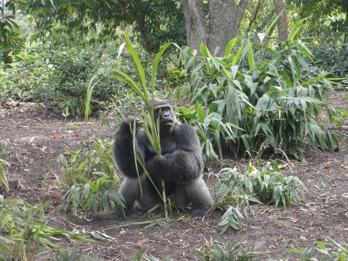 forest monkey safari