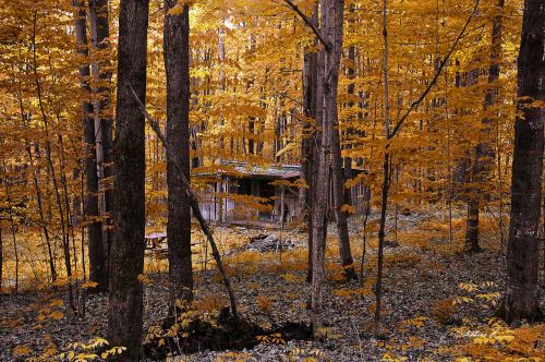 forest fall sun