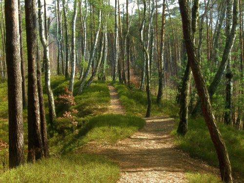 forest path forest road