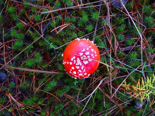 forest nature fly agaric