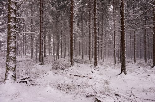 forest snow winter