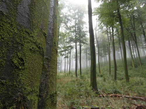 forest fog trees