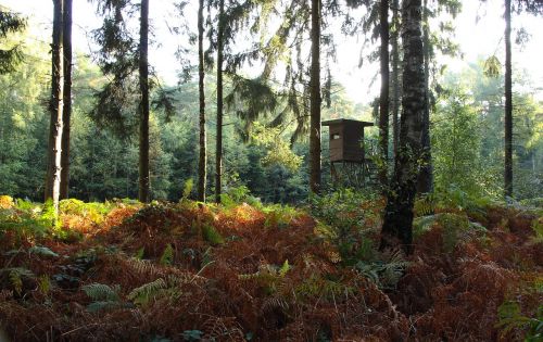 forest trees autumn