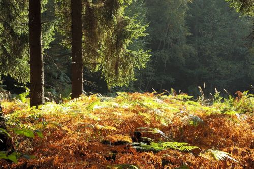 forest autumn forest autumn