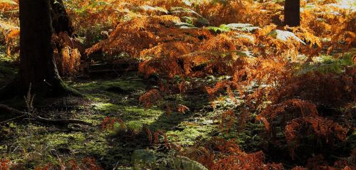 forest forest floor fern