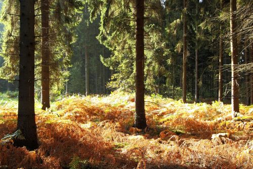 forest autumn forest fern