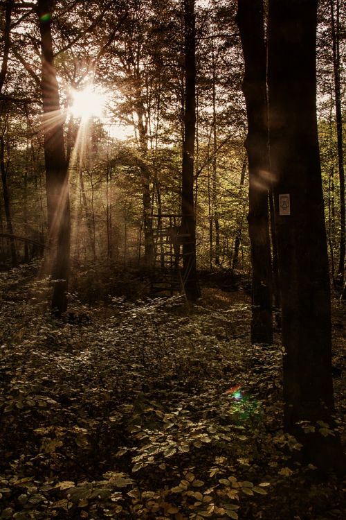 forest back light autumn forest