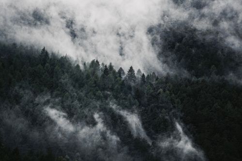 forest fog nature