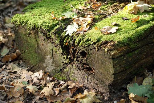 forest autumn nature