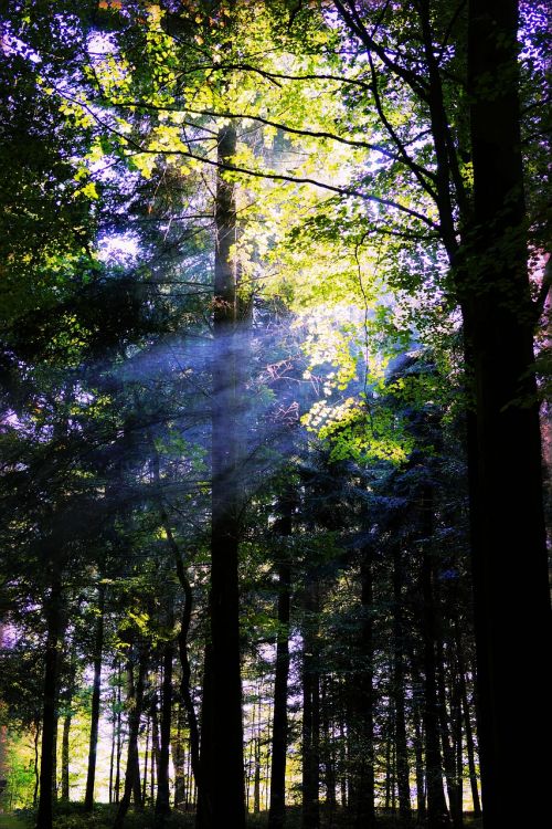 forest trees nature