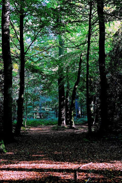 forest late summer nature