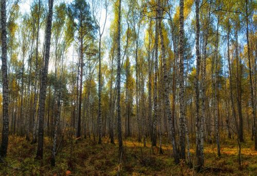 forest autumn nature