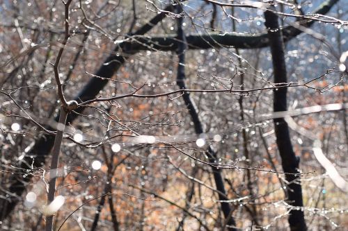 forest rain drop of water