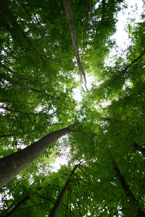 forest trees nature