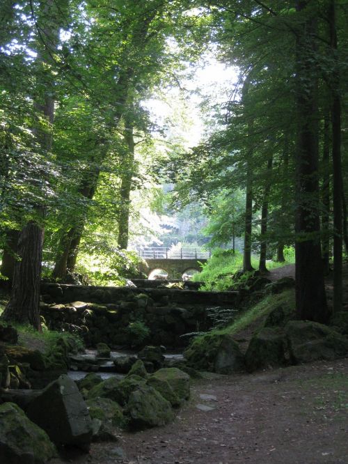 forest trees sunbeam