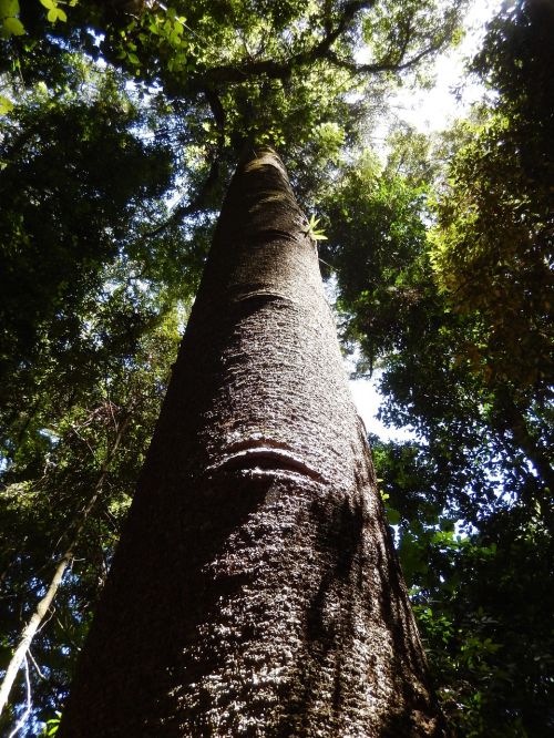 forest tree rainforest