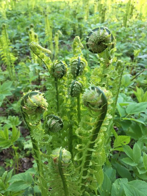 forest fern rostock