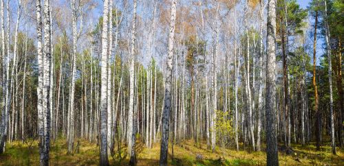 forest autumn birch