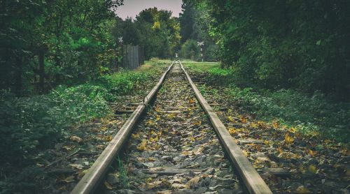 forest railway track