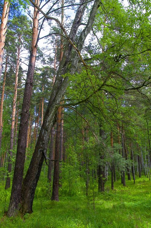 forest spring nature