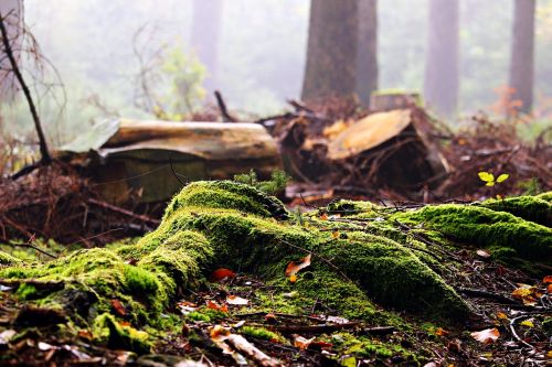 forest moss tree stump