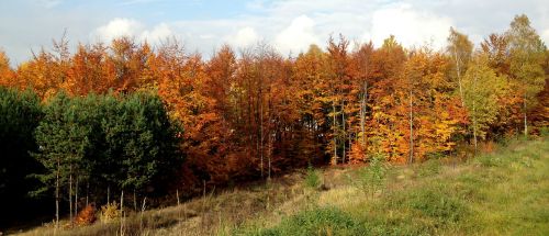 forest tree autumn