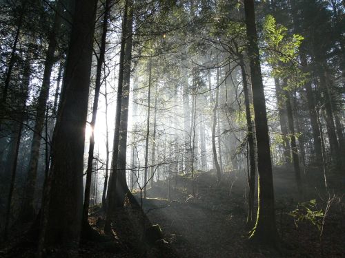 forest light switzerland
