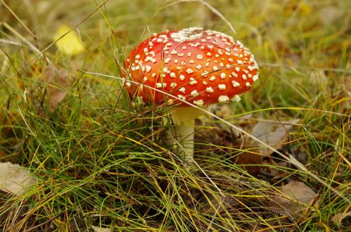 forest poisonous mushroom autumn