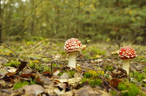 forest red toadstool poisonous mushroom