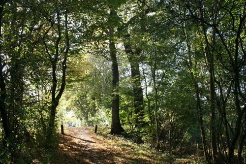 forest autumn sun