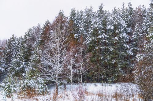 forest snow winter forest