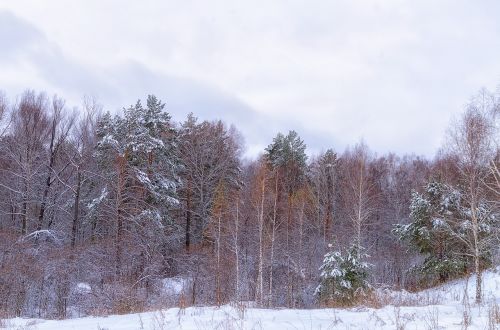 forest snow cloud