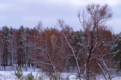 forest snow winter