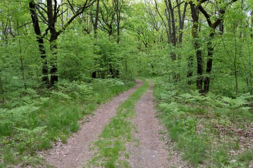 forest trees nature