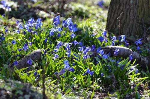 forest spring flowers blue