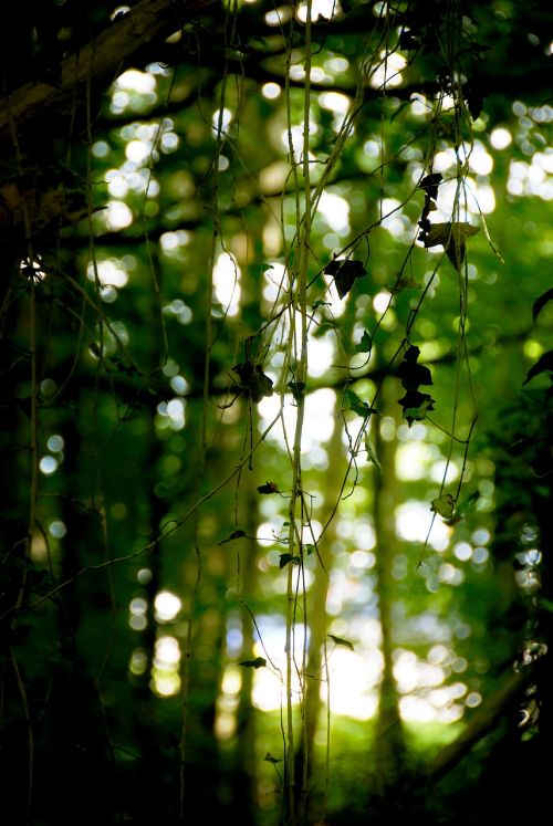 forest nature leaves