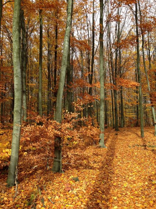 forest autumn colors