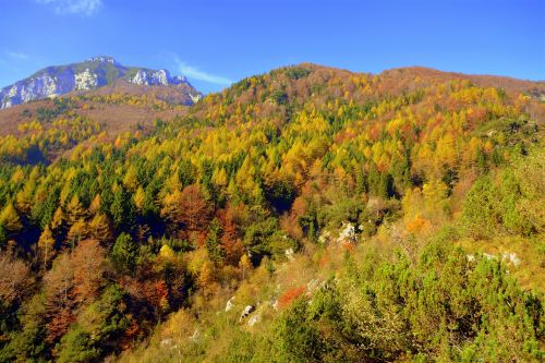 forest mountain autumn