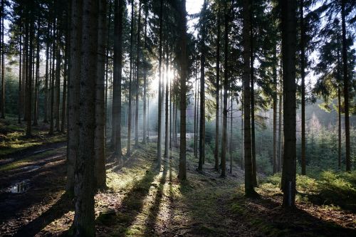 forest back light trees