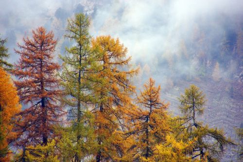 forest larch autumn