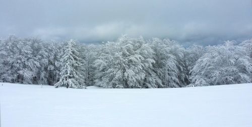 forest snow winter landscape