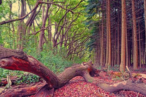 forest autumn nature