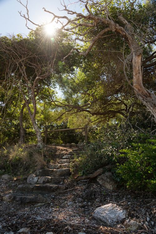 forest australia nature