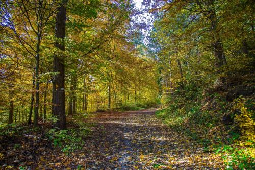 forest deciduous forest autumn