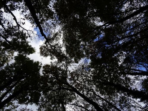 forest trees sky