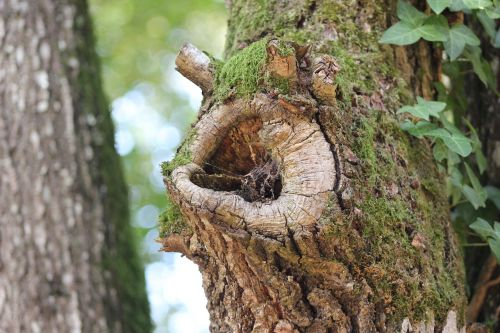 forest tree wood