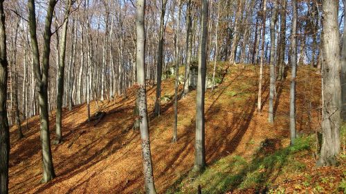 forest autumn autumn gold