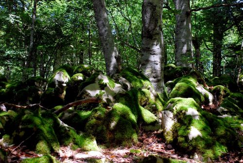 forest stones moss