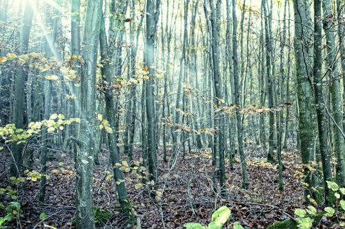 forest trees sunbeam