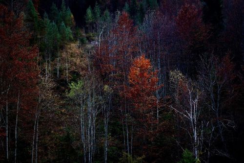 forest autumn trees